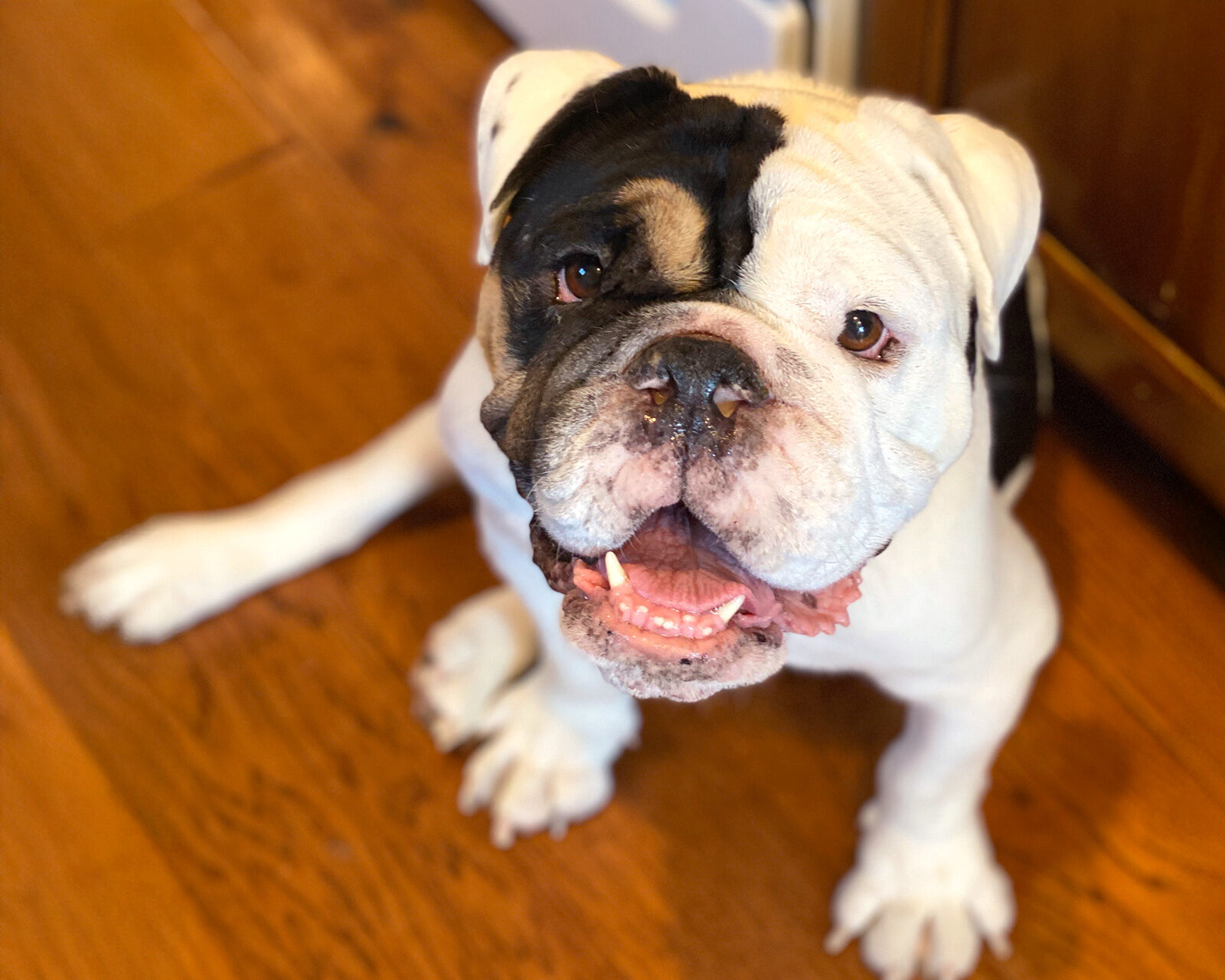 a white bulldog with black around his right eye sitting and smiling in a kitchen