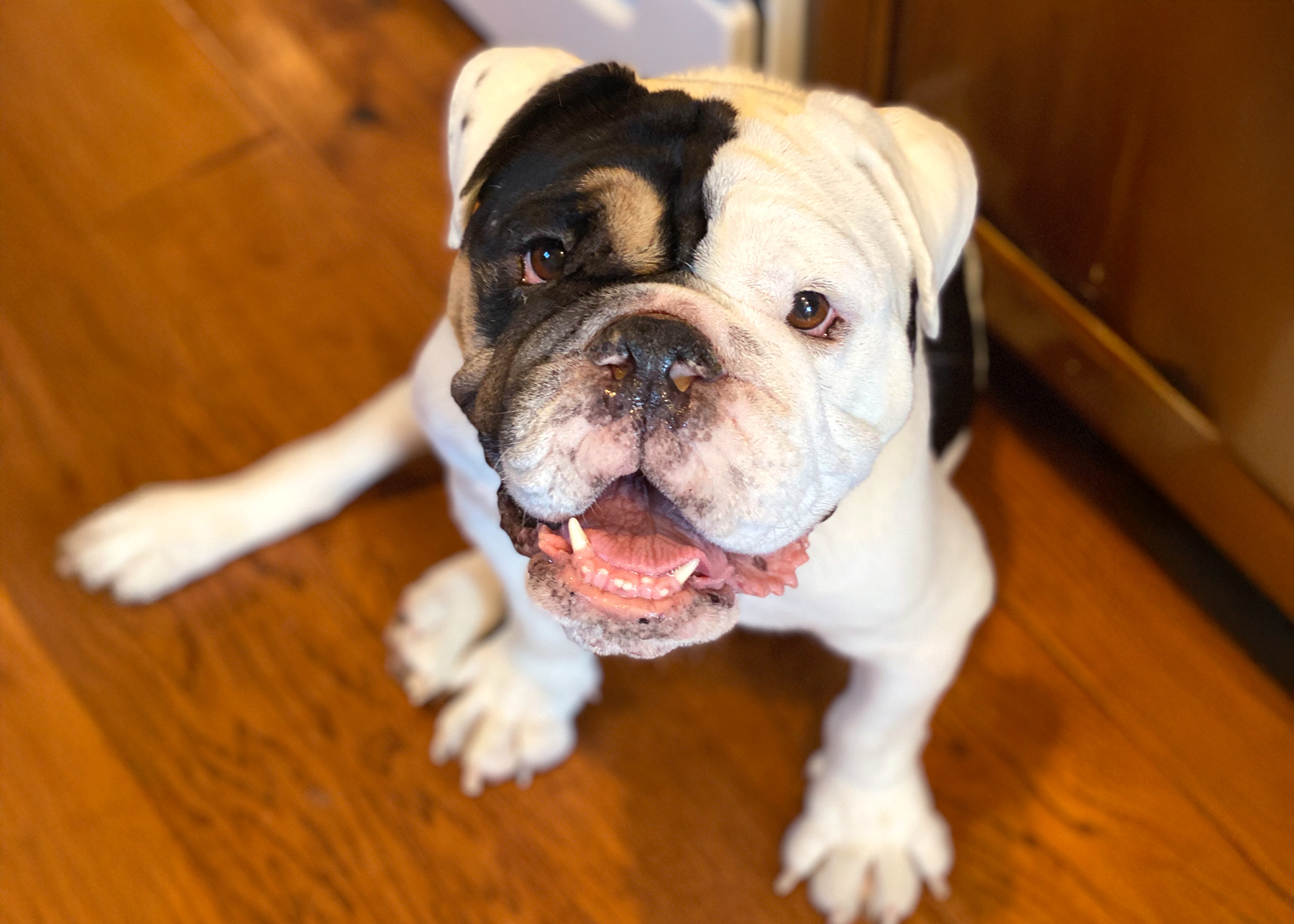 a white bulldog with black around his right eye sitting and smiling in a kitchen