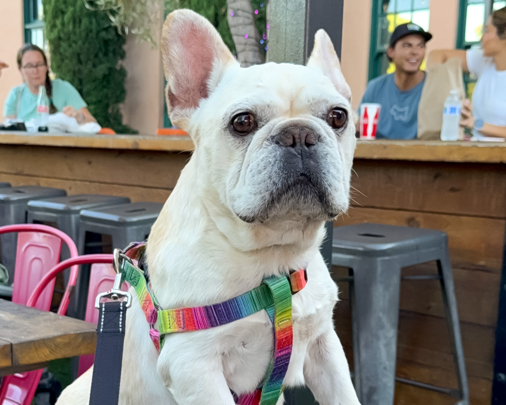 White french bulldog wearing a rainbow harness standing on a picnic table